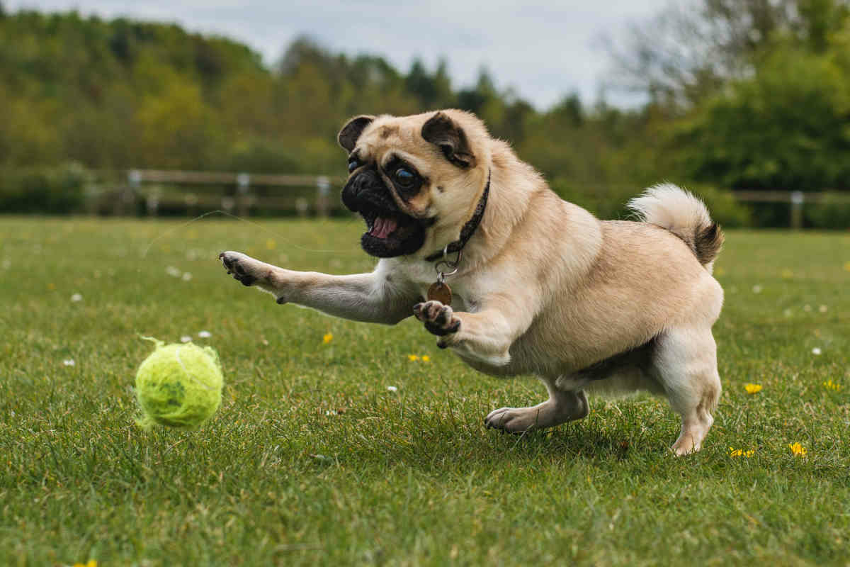 dog with tennis ball